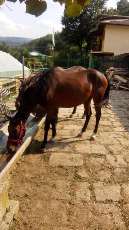 Balkanets  Guest House Alfa Daniel מראה חיצוני תמונה